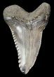 Bargain, Hemipristis Shark Tooth Fossil - Virginia #52059-1